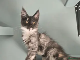 Maine Coon cats Ready now - stunning gccf maine coons - Advert 18