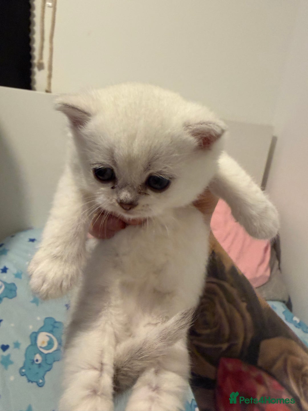 British Shorthair cats for sale: British shorthair kitten  - Advert 9