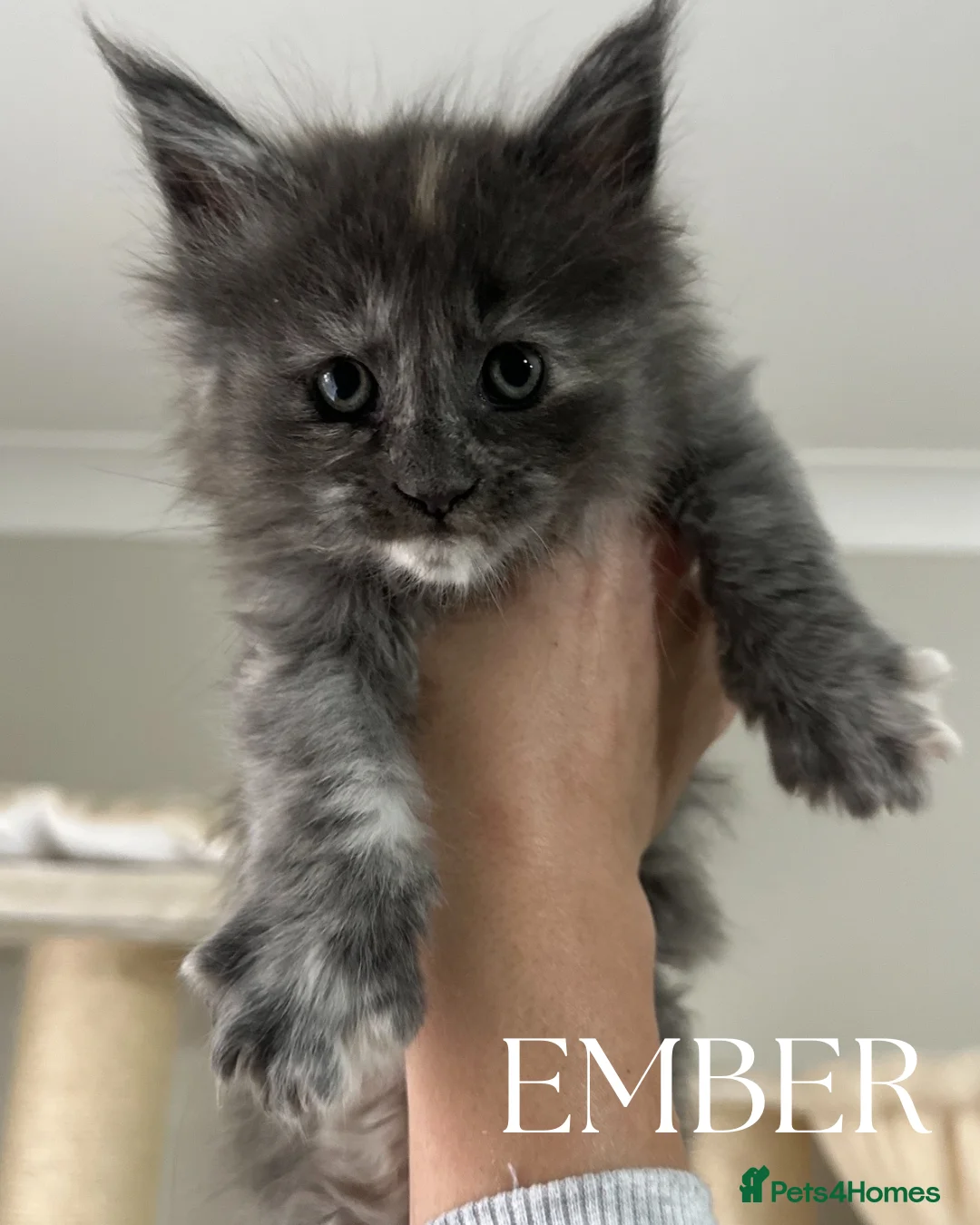 Maine Coon cats for sale: Stunning TICA Registered Maine Coon Kittens - Advert 21