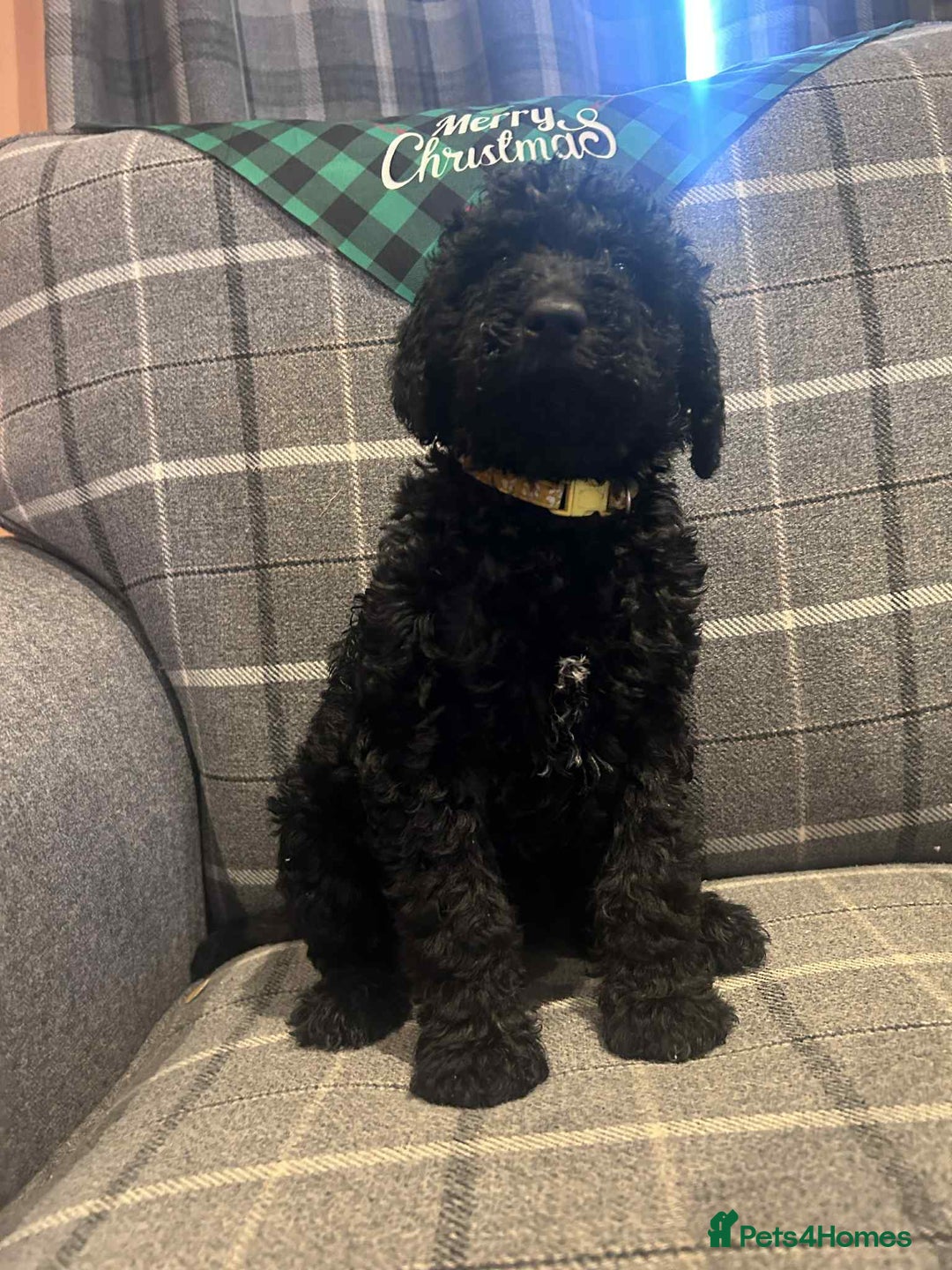 Labradoodle dogs for sale: Beautiful F1B Labradoodle Puppies, Ready now - Advert 17