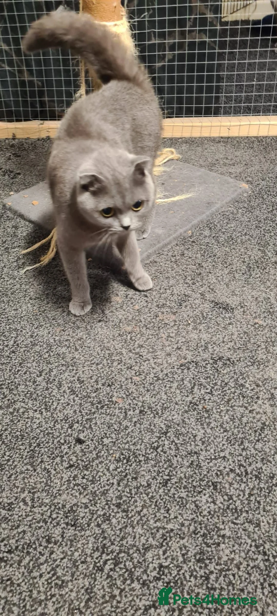 Scottish Fold cats for sale: Female Scottish Fold - Advert 2
