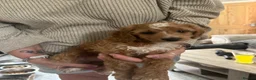 Cockapoo dogs for sale: Cockapoo puppies - Advert 4