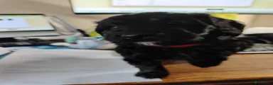 Cockapoo 5 (Red collar)