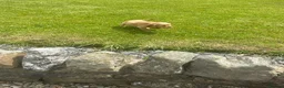 Cocker Spaniel dogs for sale: Cocker spaniel puppies  - Advert 11