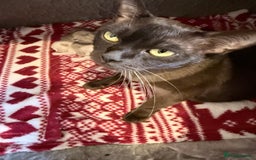 Burmese cats for sale: GCCF-Home raised-BurmeseKittens ready mid December - Image 9