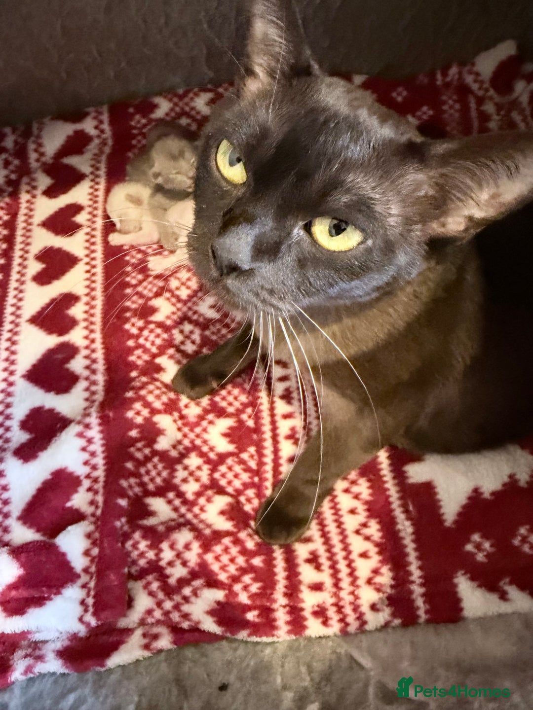 Burmese cats for sale: GCCF-Home raised-BurmeseKittens ready mid December - Image 9