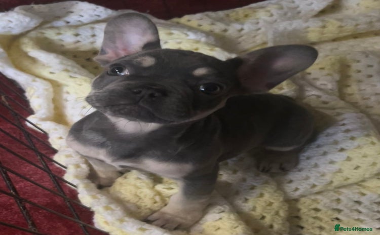 French Bulldog dogs - Advert 4