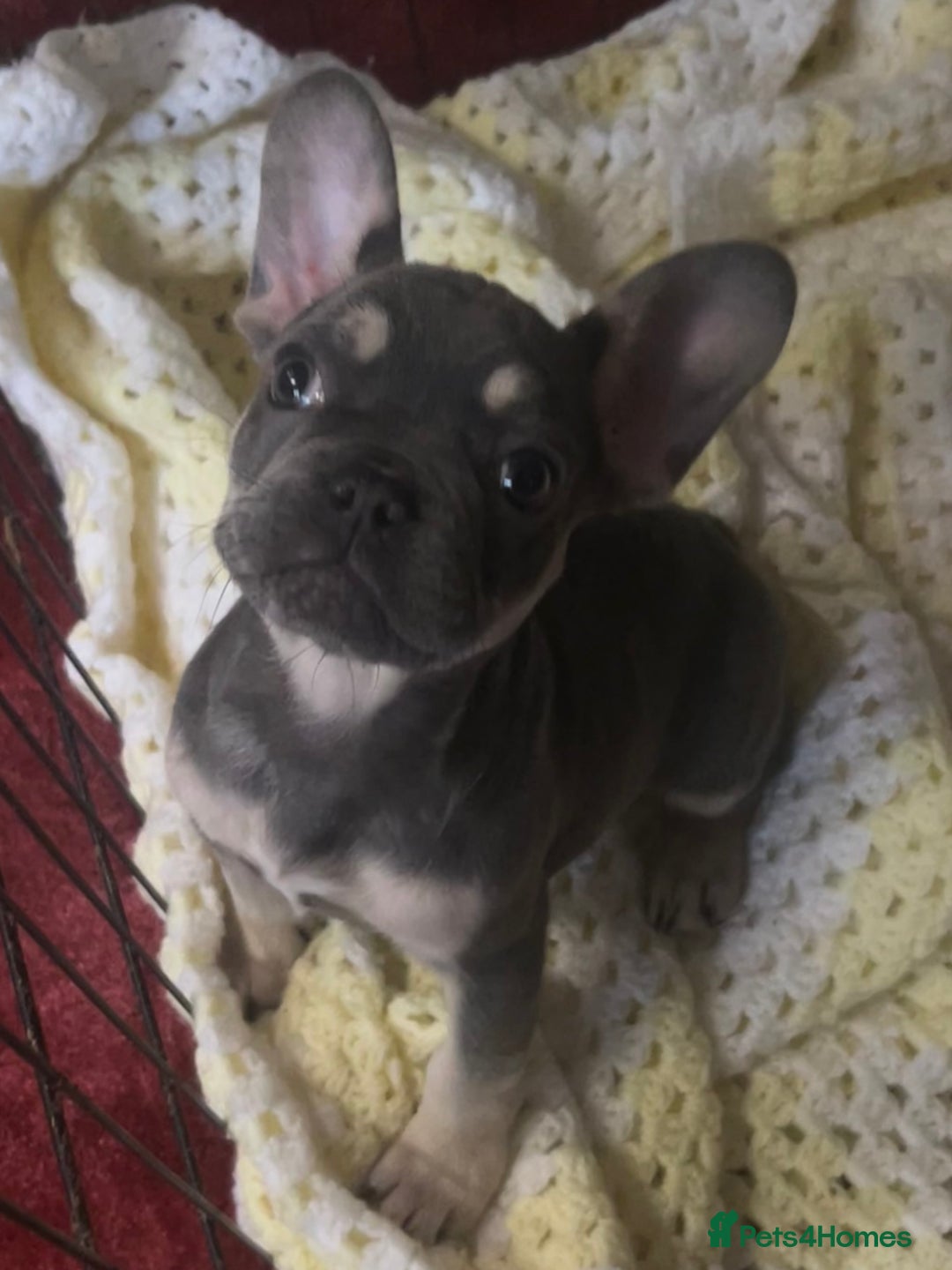 French Bulldog dogs for sale: LAST PUP AVAILABLE  - Image 1