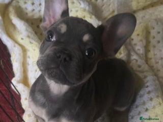 French Bulldog dogs - Advert 23