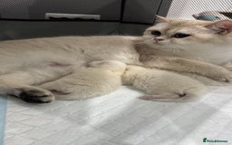 British Shorthair cats for sale: Beautiful golden white British short hair  - Image 9