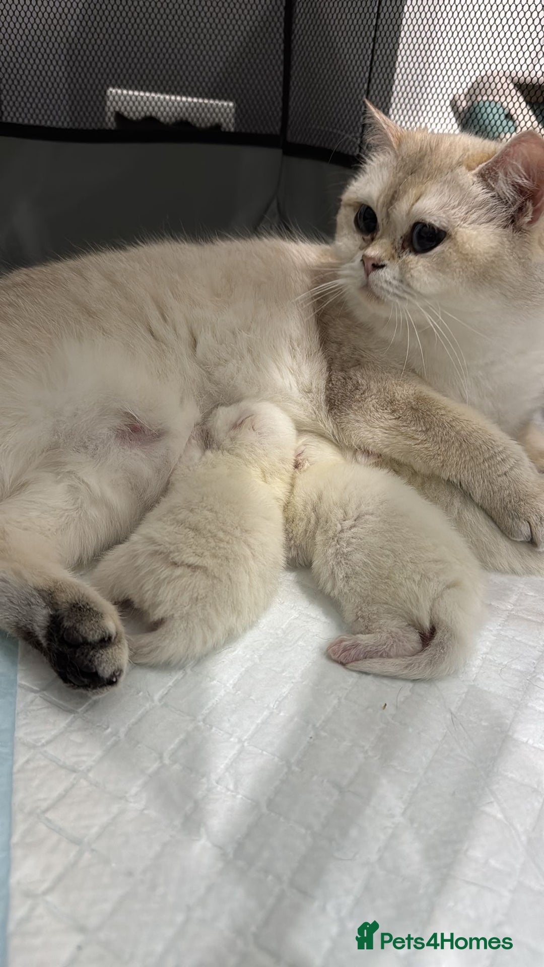 British Shorthair cats for sale: Beautiful golden white British short hair  - Image 9