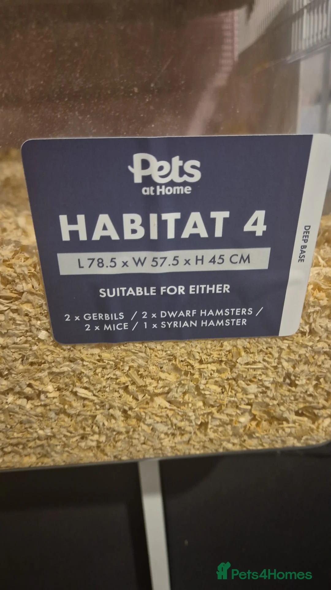Gerbil rodents for sale: Two male gerbils with cage  - Advert 4
