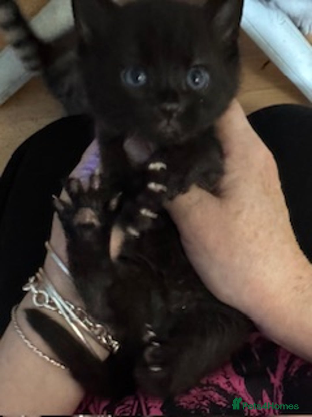 Bengal cats for sale: Beautiful Bengal Kittens - only GIRL available  - Advert 13