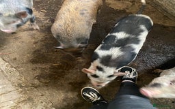Pig livestock for sale: Julianna x kunekune piglets - Image 2