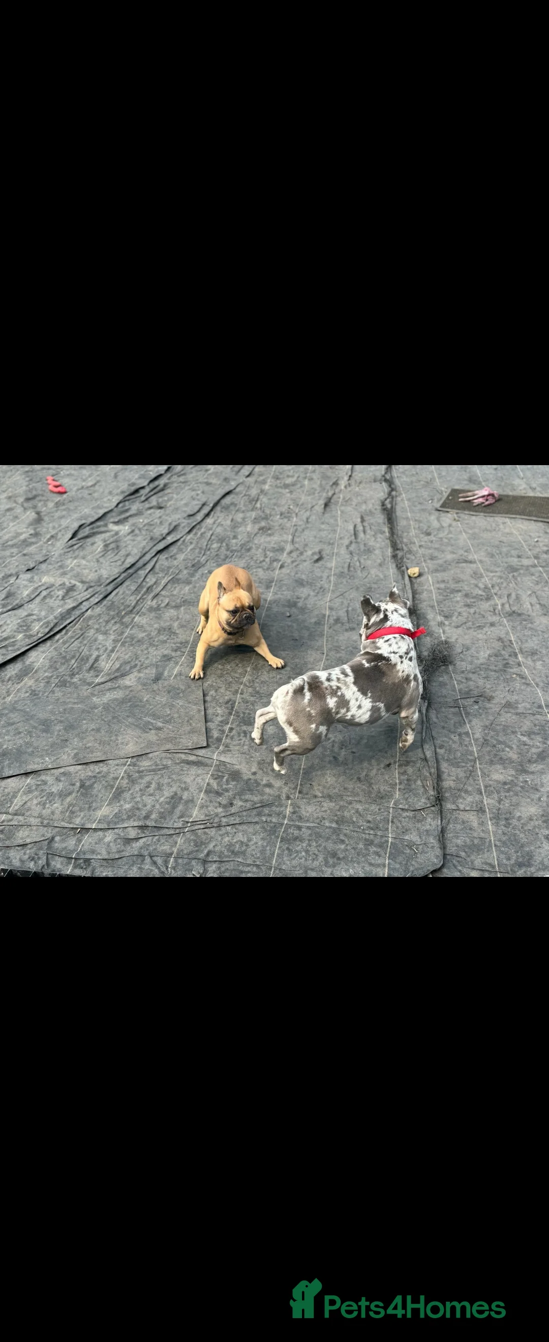 French Bulldog dogs for sale: French Bulldog for sale - Advert 5