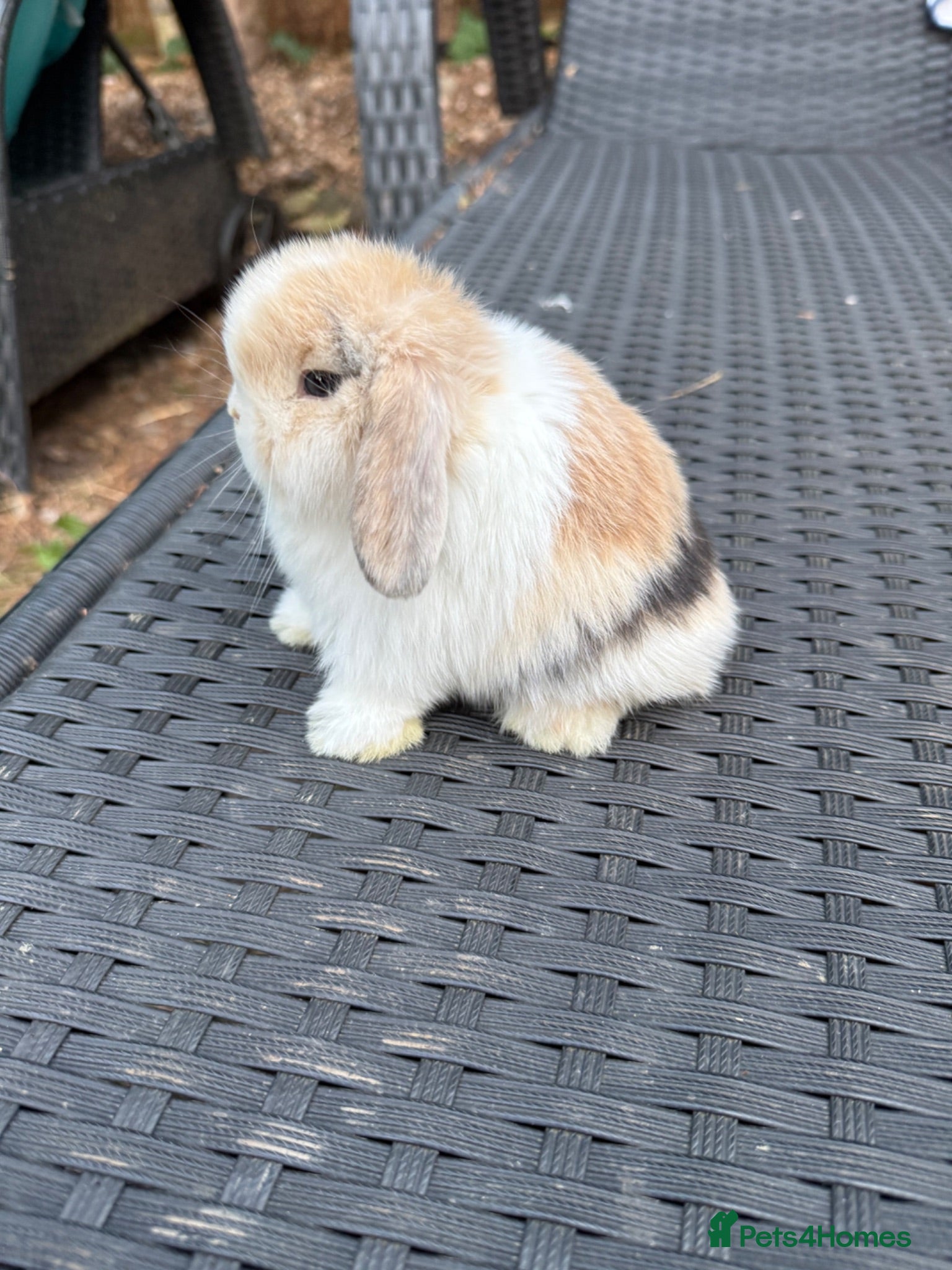 Mini Lop rabbits Hobby breeder of pure bred mini lops  - Advert 1
