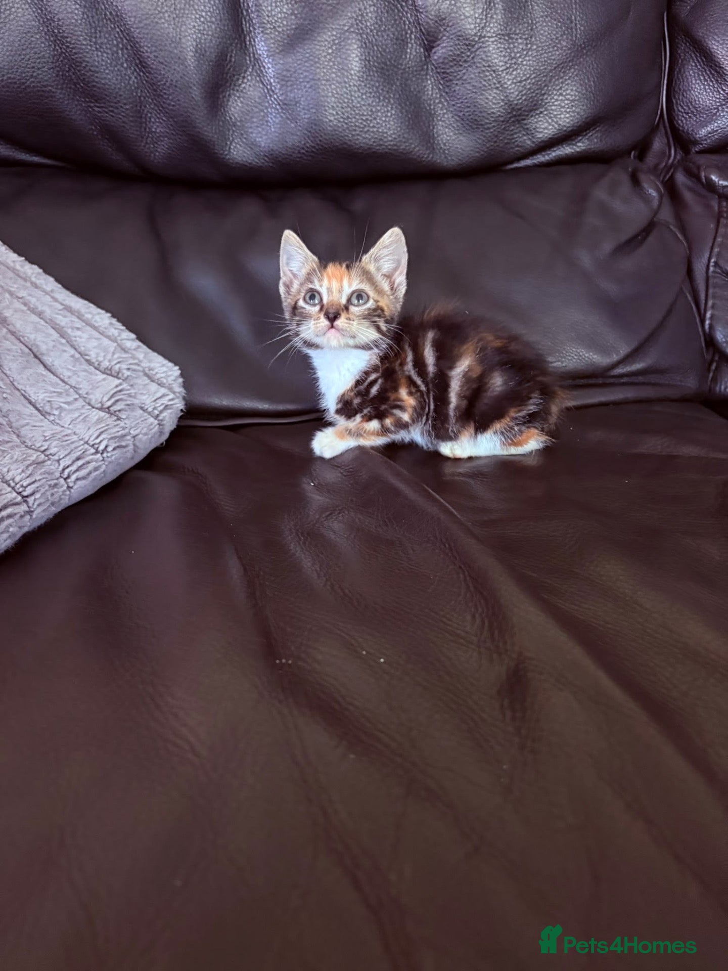 Mixed Breed cats Beautiful kittens - Advert 6