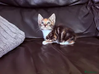 Mixed Breed cats Beautiful kittens - Advert 6