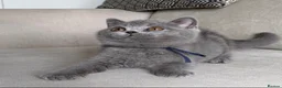 British Shorthair cats for sale: ✨ GCCF BEAUTIFUL KITTENS ✨ - Advert 18