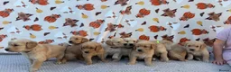 Golden Retriever dogs for sale: Beautiful golden retriever puppies - Advert 10