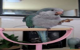 Parrots birds for sale: Male quaker parrot for sale - Image 2