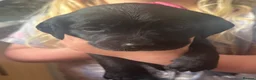 Springador dogs for sale: 🐾 Springador Puppies for Sale 🐾 - Advert 8