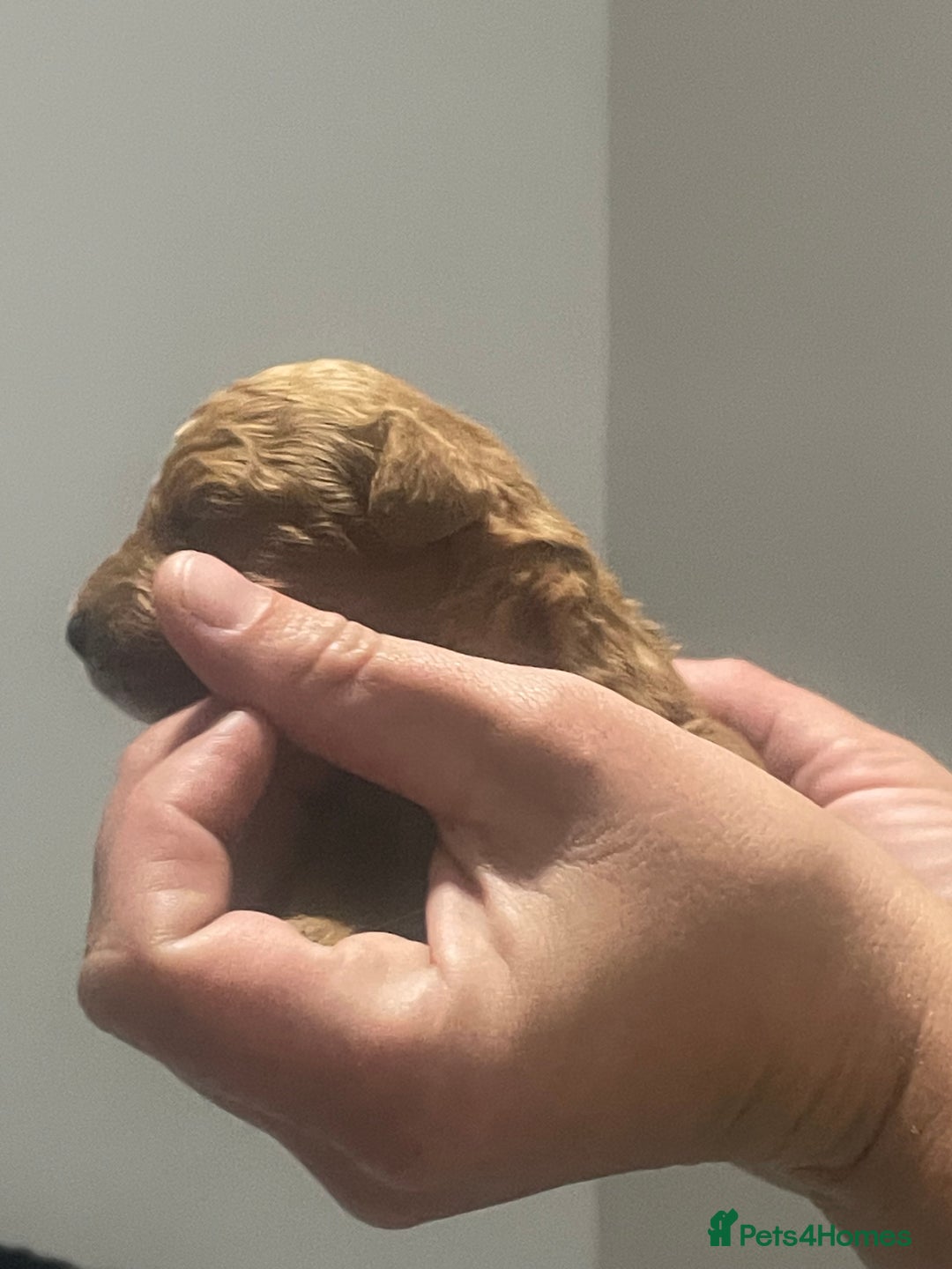 Toy Poodle dogs for sale: Red toy poodle  - Image 12