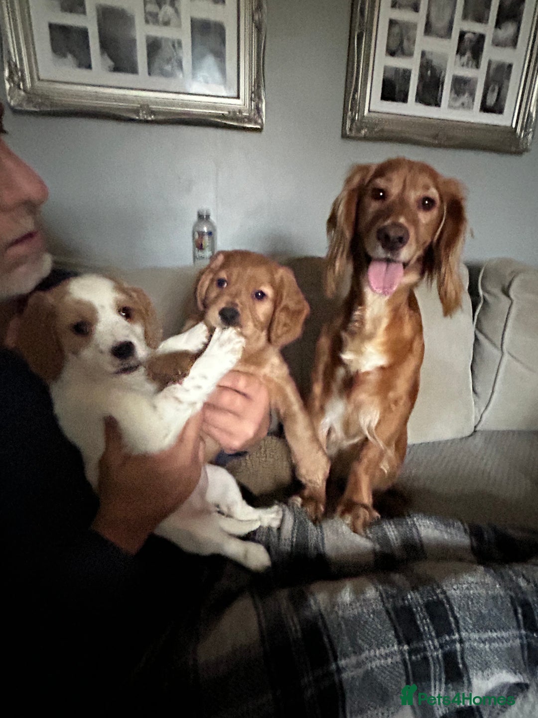 Cockapoo dogs for sale: 🐾🐶stunning f1 cockapoo pups for sale🐶🐾  - Advert 7