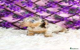 Miniature Dachshund dogs for sale: Ready now  - Advert 12