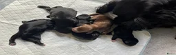 Cocker Spaniel dogs for sale: Top Quality KC  Working Cocker Spaniel puppies  in Cardiff - Advert 3