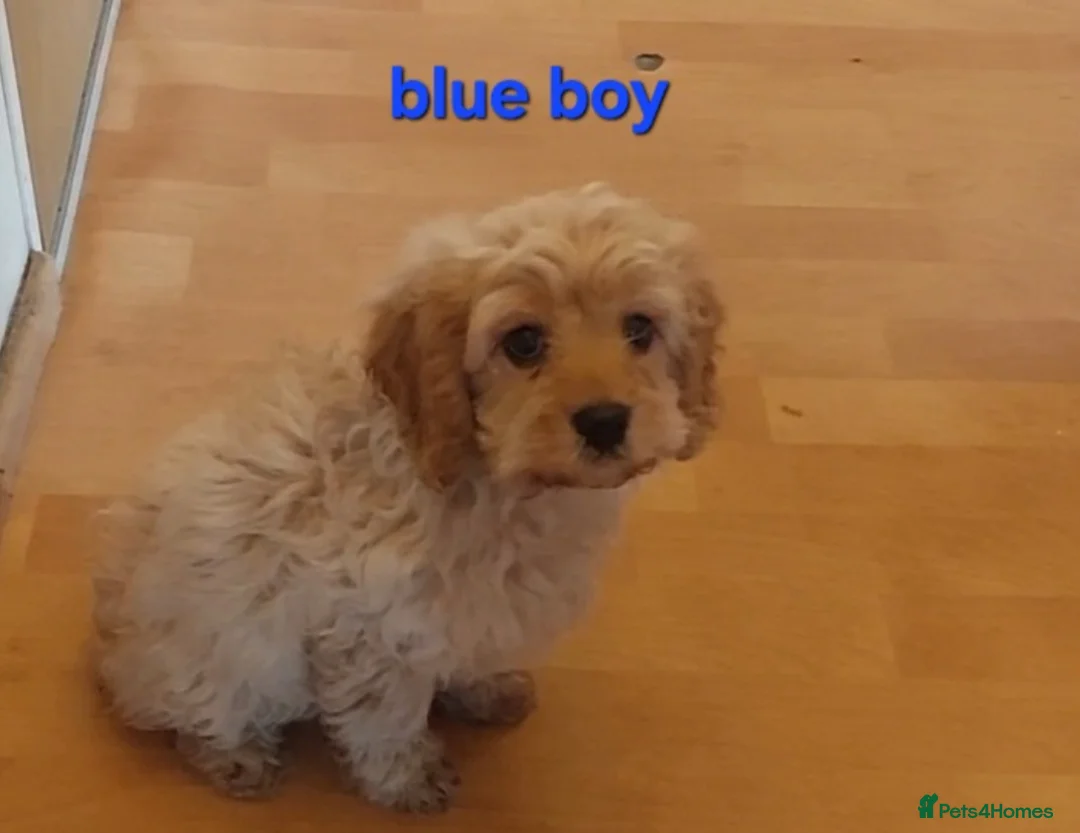 Cavapoo dogs for sale: Beautiful F1 Cavapoo's  - Advert 2