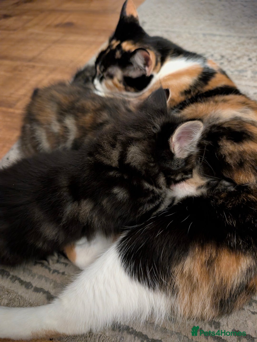Mixed Breed cats for sale: Adorable kittens ready for new homes - Image 7