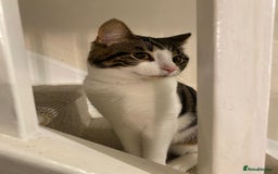 Mixed Breed cats for sale: 1 year old male cat - Image 3