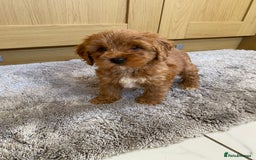 Cockapoo dogs for sale: 💙💙Cockerpoos🩷🩷 Ready Now💙🩷 - Image 5