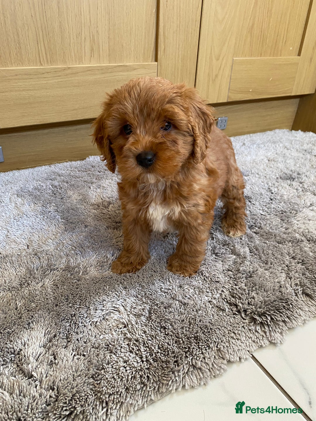 Cockapoo dogs for sale: 💙💙Cockerpoos🩷🩷 Ready Now💙🩷 - Image 5