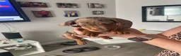 Miniature Dachshund dogs for sale: Ryan Goddard  in Llanelli - Advert 10