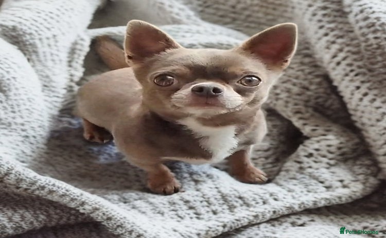 Chihuahua dogs - Advert 4