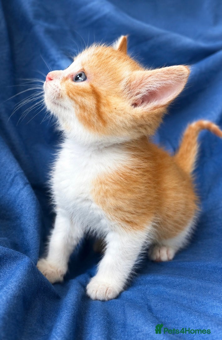 Ragdoll cats for sale: Beautiful Ragdoll cross kittens - Advert 8