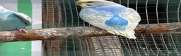 Budgerigars birds for sale: Beautiful adorable baby budgies  - Advert 9