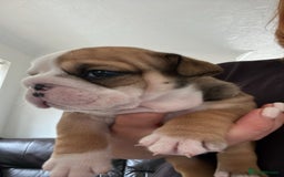 English Bulldog dogs for sale: Stunning litter of  English bulldog puppies - Image 21