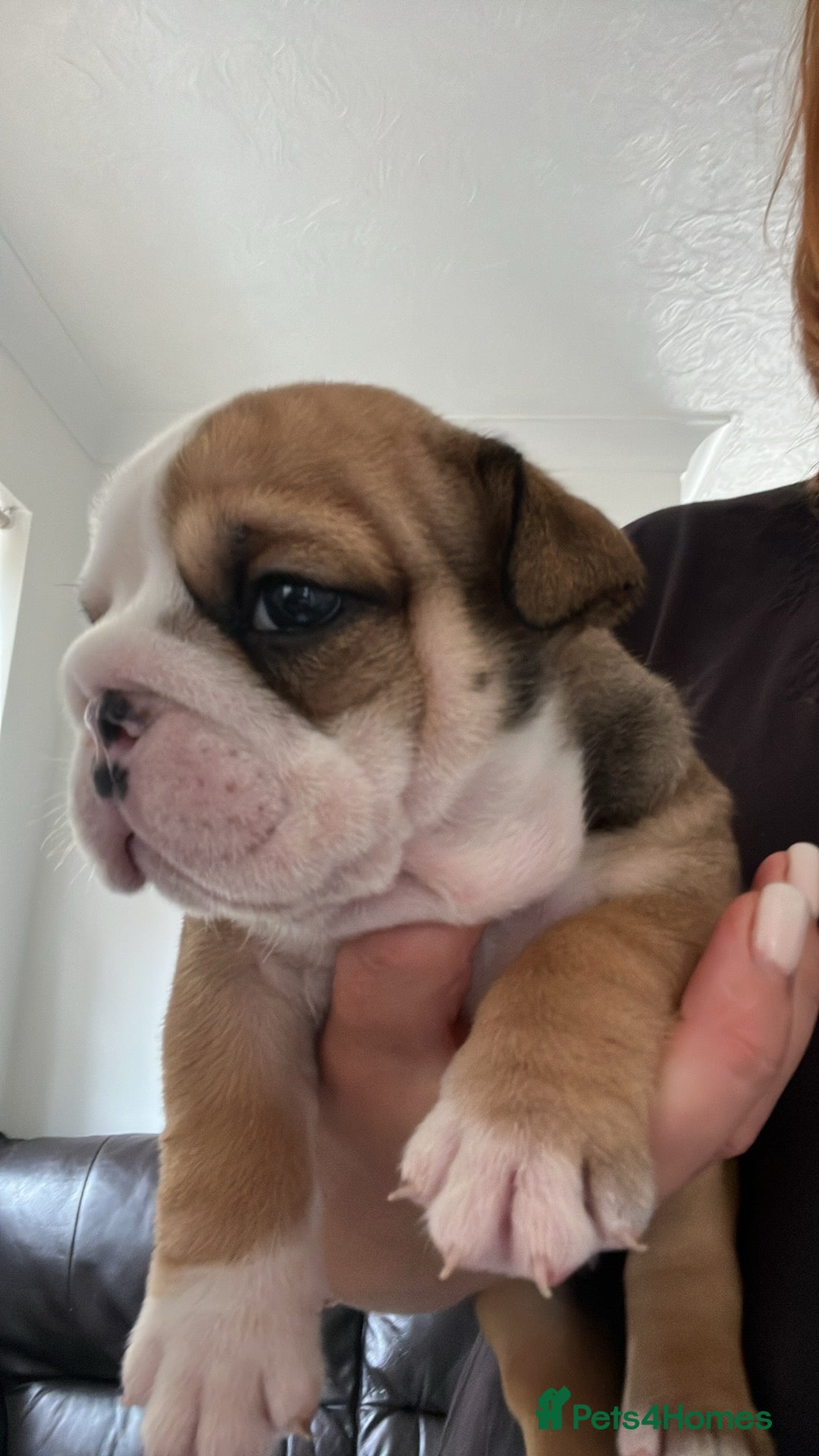 English Bulldog dogs for sale: Stunning litter of  English bulldog puppies - Image 21