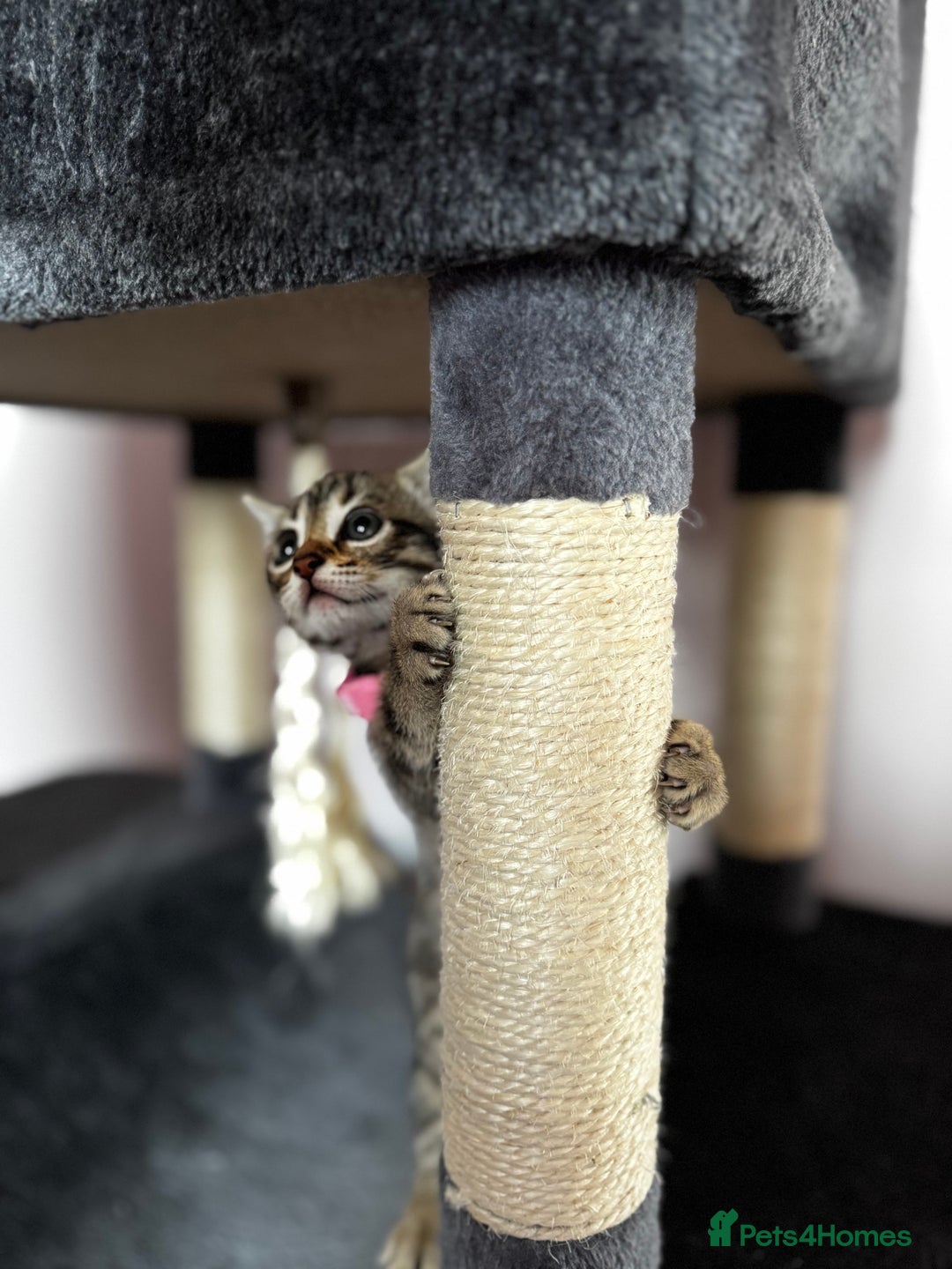 Bengal cats for sale: 🐆✨[REDUCED TO CLEAR!!] LAST THREE PURE BENGAL’S❤️ - Image 26