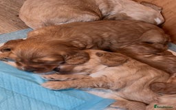 Cockapoo dogs for sale: 7 beautiful cockapoos baby’s  - Image 9