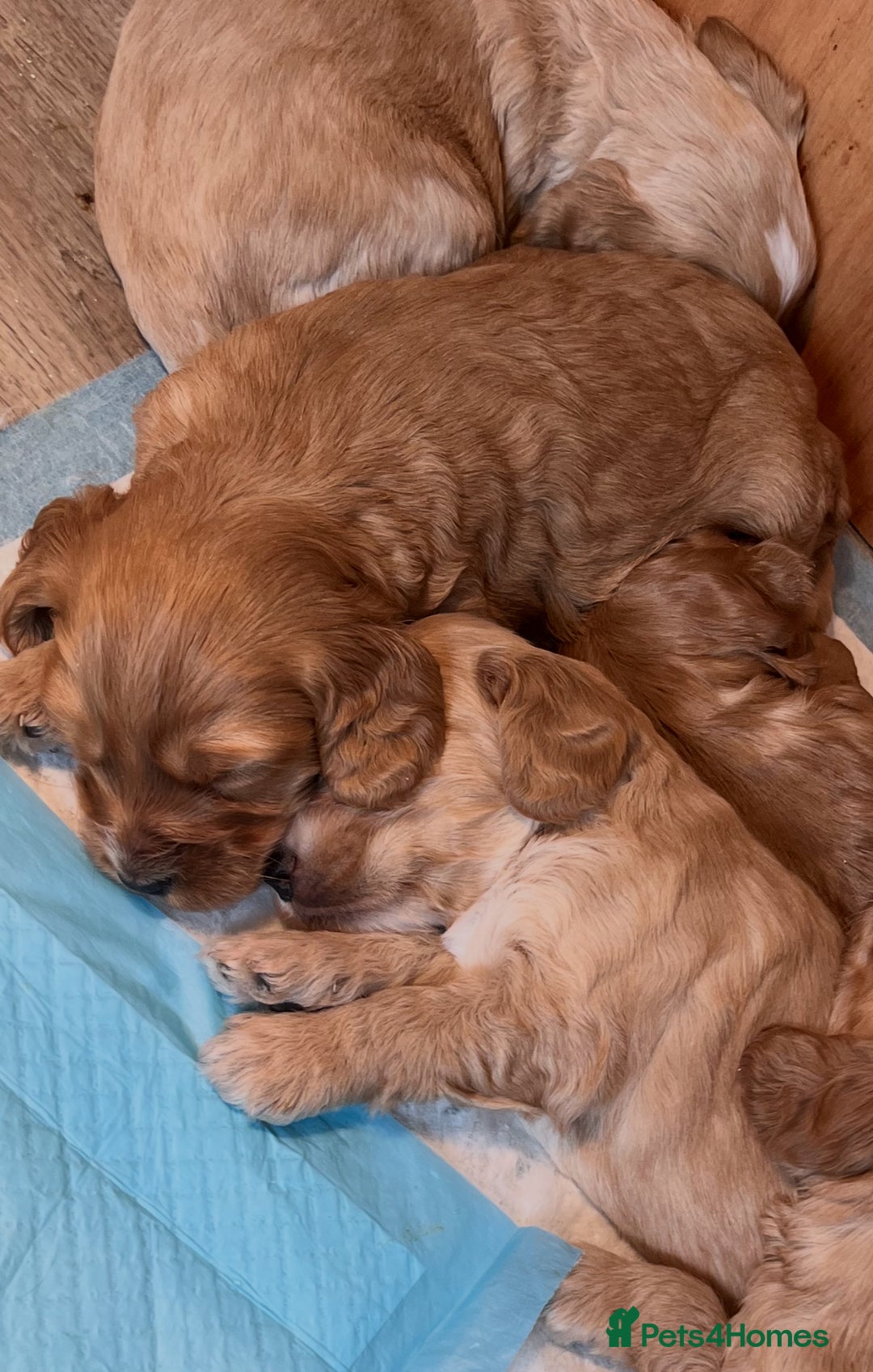 Cockapoo dogs for sale: 7 beautiful cockapoos baby’s  - Image 9