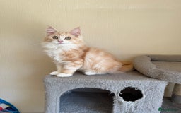 Maine Coon cats for sale: Stunning Maine coon kittens - Image 2
