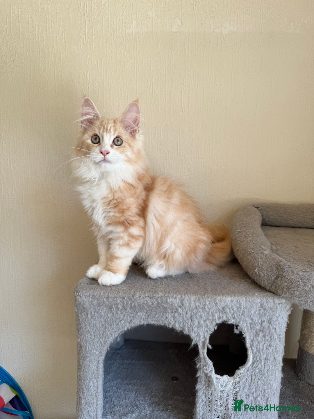 Maine Coon cats for sale: Stunning Maine coon kittens - Image 2
