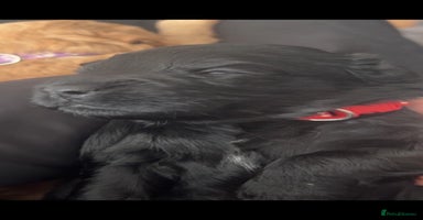 Cockapoo dogs - Advert 4