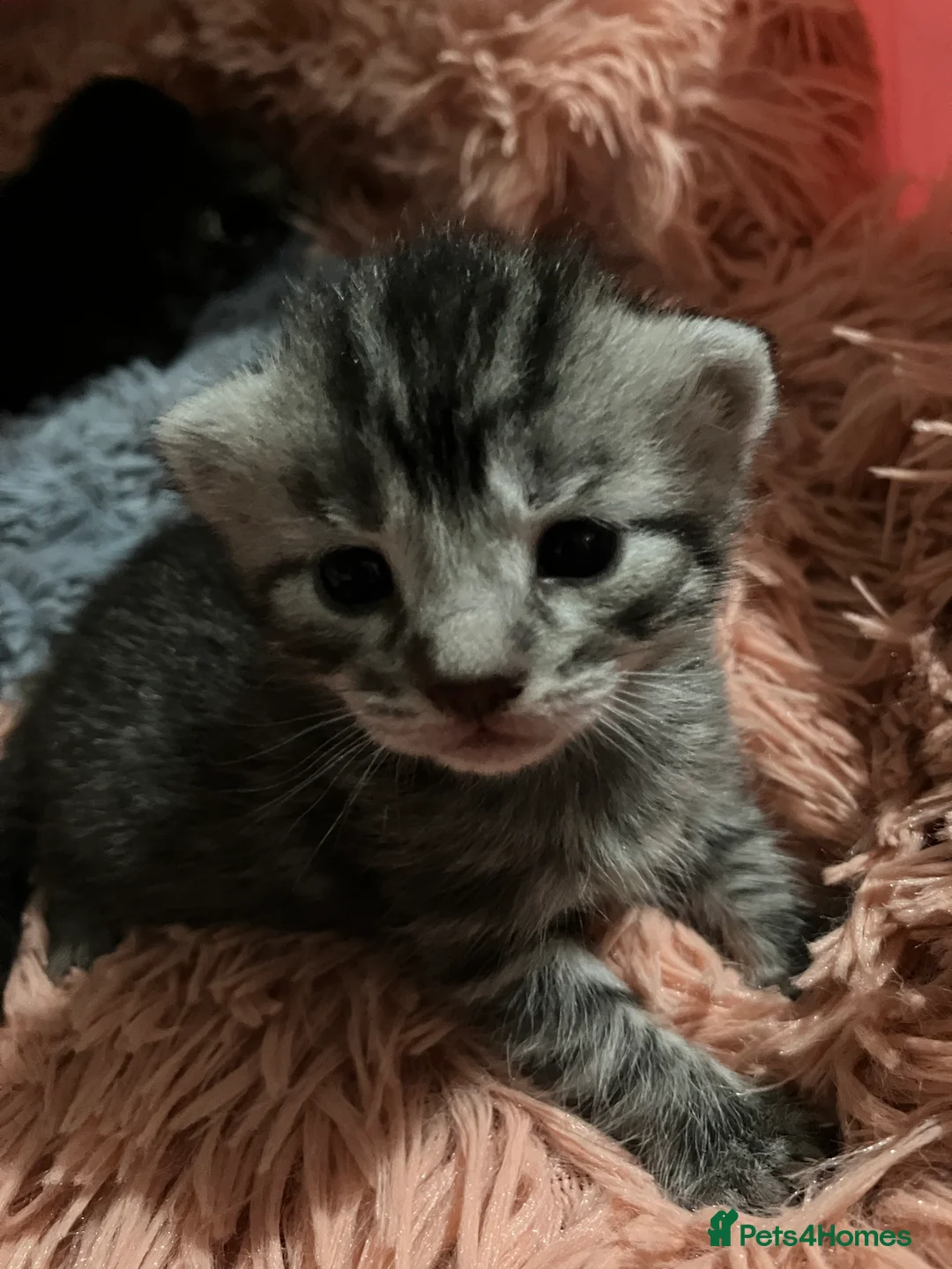 Russian Blue cats for sale: Silver and black tabby kittens  - Advert 3