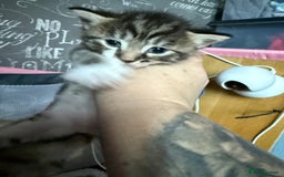 Mixed Breed cats for sale: 3 boy kittens - Image 3