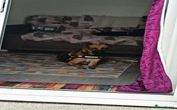 Mixed Breed dogs for sale: 14 month old German shepherd X Saluki  - Image 4